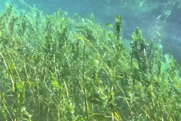 图片[8]-红蝴蝶水草养殖难度相关情况(红蝴蝶水草好不好养，栽培有一定难度)？-会东网