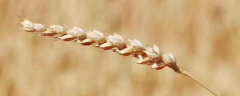 宁3015小麦种抗病特性(宁3015中抗条锈病)?-会东网