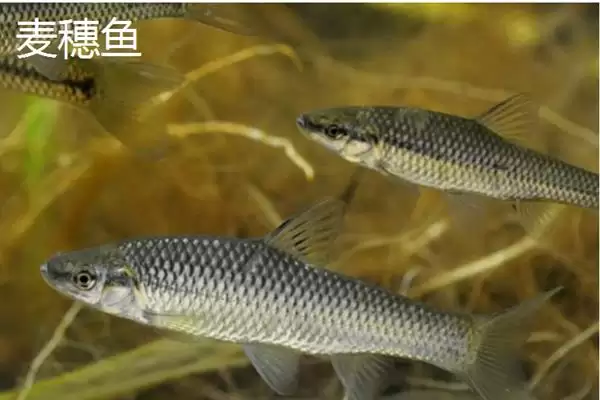 图片[6]-捕食麦穗鱼的鱼类介绍(鲈鱼、翘嘴等鱼会捕食麦穗鱼)？-会东网