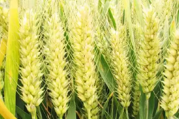 图片[3]-洛旱10小麦品种播量介绍(洛旱10最佳播量每亩8-10kg)？-会东网
