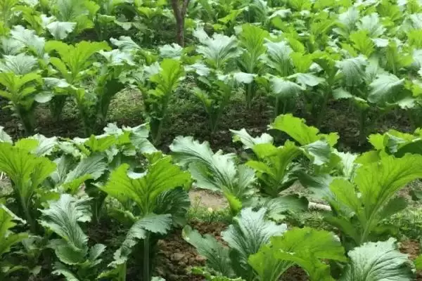 图片[2]-大头菜一般可在7-10月份陆续播种(大头菜播种时间有何规律与好处)？-会东网