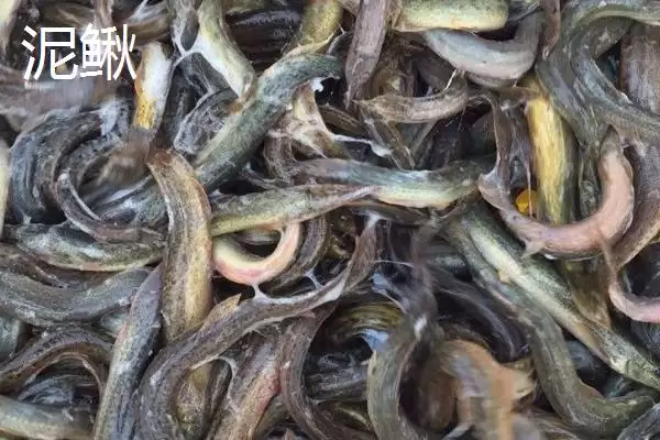 图片[4]-黄鳝和泥鳅科属形态不同的区别(黄鳝和泥鳅科属形态不同的区别)？-会东网