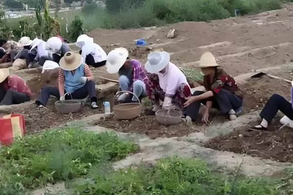 图片[5]-半夏种子播种前用多菌灵浸种处理方法(半夏种子多菌灵浸种处理方法)？-会东网