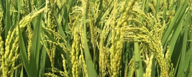 创源优918水稻品种每亩有效穗数13.4万(创源优918水稻品种每亩有效穗数有何意义)？-会东网