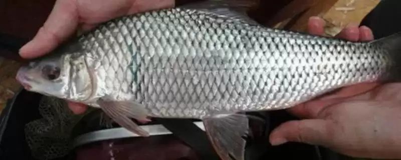 鲮鱼类别属性介绍(鲮鱼是常见淡水鱼类)？-会东网