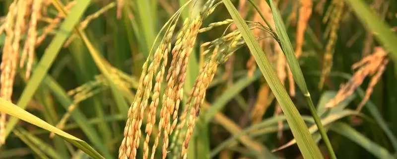 吉科128水稻品种生育期间防稻瘟病要点(吉科128水稻品种生育期防稻瘟病要点)?-会东网