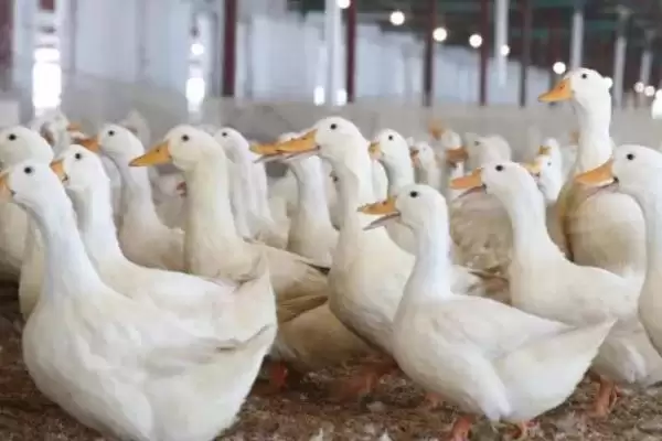 图片[2]-肉鸭应激饲养要点(肉鸭夏季应激饲养要注意通风)？-会东网