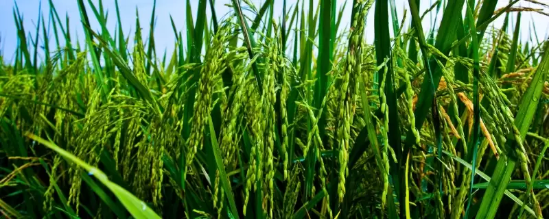 荟丰优713水稻种每亩有效穗数15.3万穗详情(荟丰优713水稻种每亩有效穗数详情)?-会东网