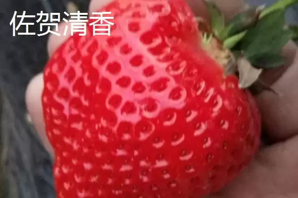 图片[3]-草莓常见品种及章姬佐贺清香等介绍(草莓的常见品种有哪些及介绍)？-会东网