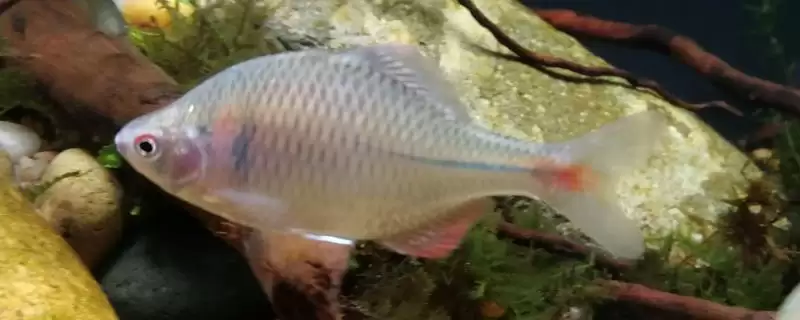 鳑鲏鱼垂钓水层选择(鳑鲏鱼在水域浅层活动多通常离底钓)？-会东网