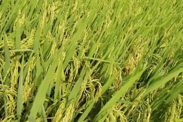 图片[3]-广两优939水稻品种5月15日左右播种要点(广两优939水稻品种5月15日左右播种要点)？-会东网