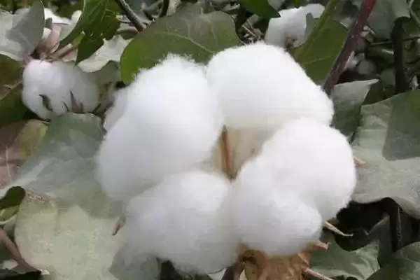图片[4]-兴杂三号棉花品种特性与每亩密度(兴杂三号棉花品种特性及每亩密度)？-会东网