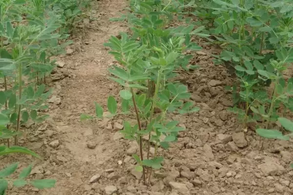 图片[4]-黄芪种植中常见问题相关情况(黄芪种植中常见的问题，注意避免以下四点)？-会东网