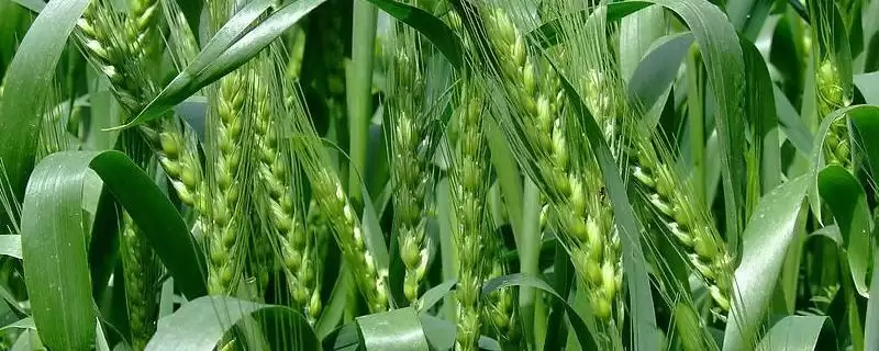 中麦804小麦种子特征特性与区域生育期(中麦804小麦种子特征及区域生育期)?-会东网