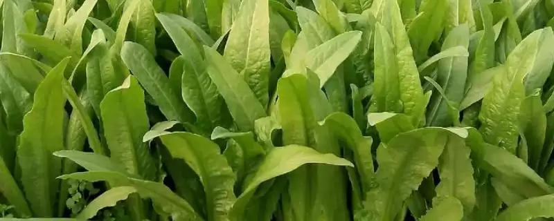 油麦菜和莴笋叶区别及外观差异分析(油麦菜和莴笋叶有啥区别及外观差异)？-会东网