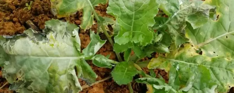 油菜苗期病虫草害防治方法及措施(油菜苗期病虫草害咋防治及措施)？-会东网