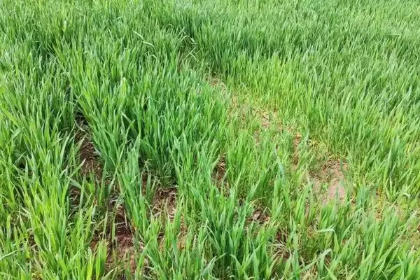 图片[3]-小麦施磷肥方法及氮钾锌肥配施要点(小麦施磷肥咋做及配施要点)？-会东网