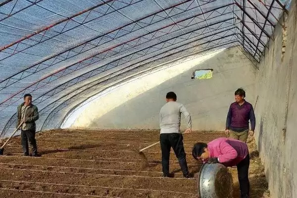 图片[5]-棚室内降低湿度方式介绍(棚室内降低湿度可选用无滴膜等)？-会东网