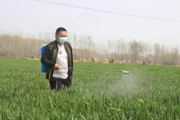 图片[6]-小麦管理及用药方法与生长阶段关系(小麦管理及用药咋做与生长阶段)？-会东网