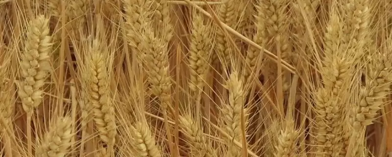 启航66小麦品种播期介绍(启航66适宜播种期10月上中旬)?-会东网