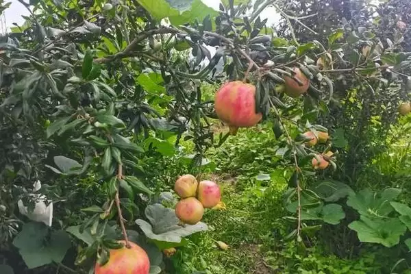 图片[2]-石榴种植方法及播种前种子处理要点(怎么种植石榴及播种前种子处理要点)？-会东网