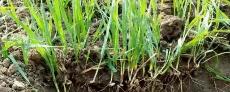 小麦断根方法及越冬前开始操作要点(小麦断根咋做及越冬前操作要点)?-会东网
