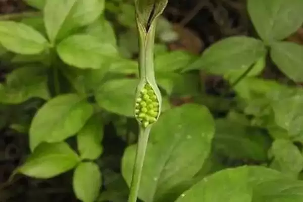 图片[4]-半夏种子播种前用多菌灵浸种处理方法(半夏种子多菌灵浸种处理方法)？-会东网