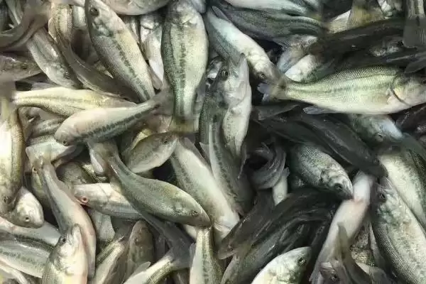 图片[5]-淡水鲈鱼的养殖具体方法(淡水鲈鱼如何养殖，需根据水色和透明度及时加注新水)？-会东网