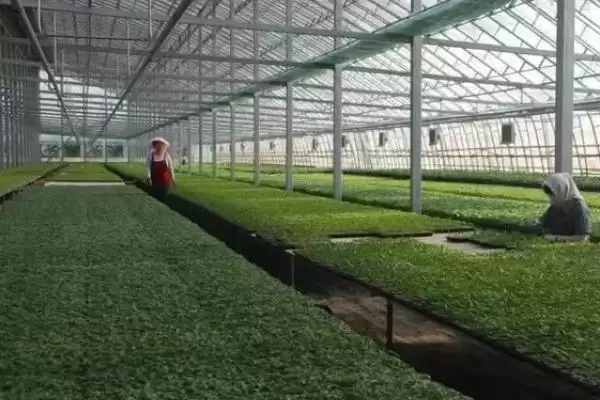 图片[5]-冬季封冻前铺防寒草提高棚室地温效果好(冬季铺防寒草提高地温有何优势)？-会东网