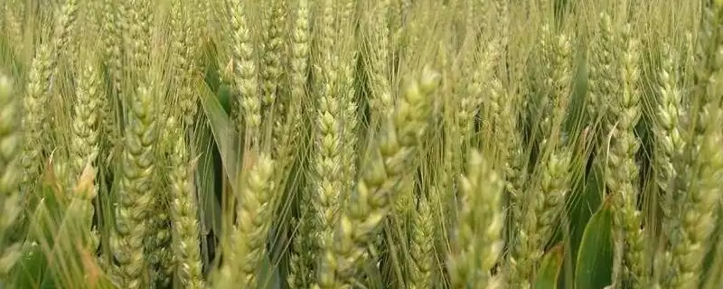 洛黑麦1号小麦品种基本苗情况(洛黑麦1号每亩适宜基本苗18-22万)?-会东网
