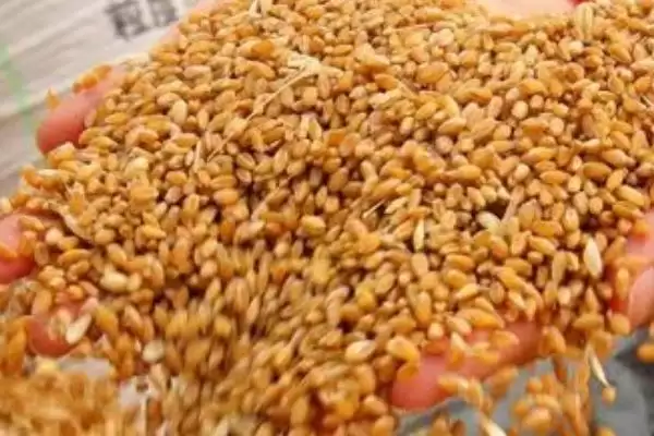 图片[4]-钓鲫鱼可用的饵料种类(钓鲫鱼什么饵料，可用蚯蚓、红虫、麦粒等)？-会东网