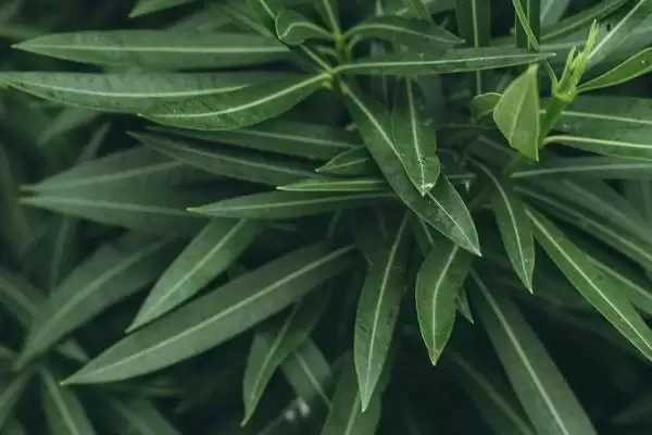 图片[5]-鹅不能吃的植物种类情况(鹅不能吃什么植物，不能吃臭椿叶、灰灰菜、楝树叶等)？-会东网