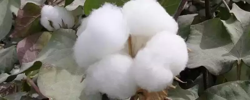 德棉998棉花种子特征特性(德棉998棉花种子特征特性，整个生育期长势强)？-会东网