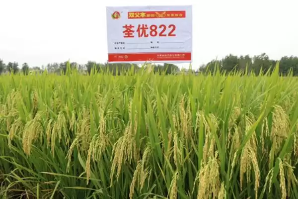 图片[8]-杂交水稻和普通水稻区别及分析(杂交水稻和普通水稻有啥区别及分析)？-会东网