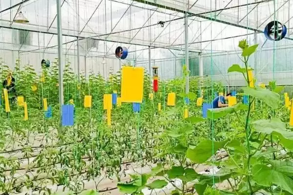 图片[4]-冬季封冻前铺防寒草提高棚室地温效果好(冬季铺防寒草提高地温有何优势)？-会东网
