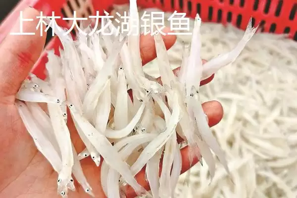 图片[7]-广西上林县特产清水黑山羊相关介绍(广西上林县特产清水黑山羊介绍)？-会东网