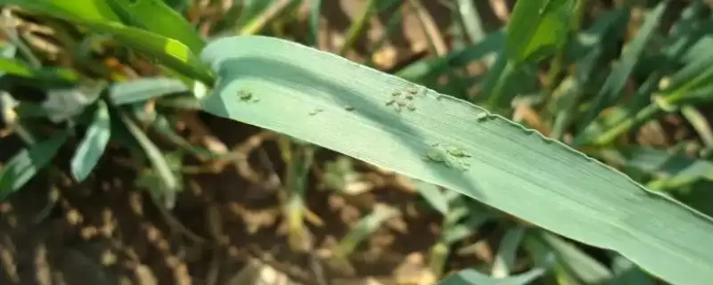 小麦抗性蚜虫治理方法及杀虫剂选择(小麦抗性蚜虫咋治理及杀虫剂选择)？-会东网
