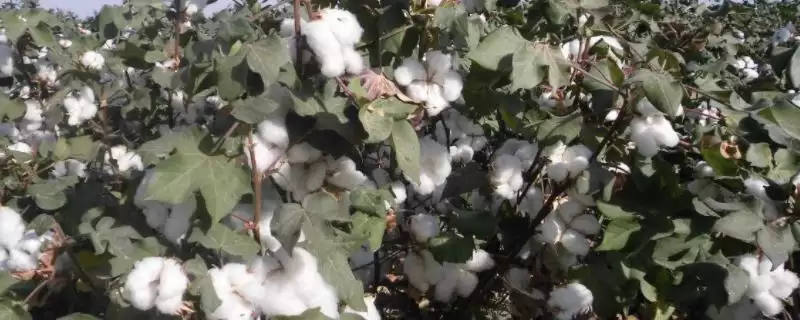 鲁棉246棉花种防虫要点(鲁棉246中后期防烟粉虱和斜纹夜蛾)？-会东网
