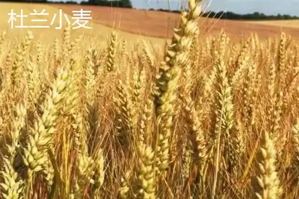 图片[10]-普通小麦比重介绍(一级小麦容重在790g／L以上)？-会东网