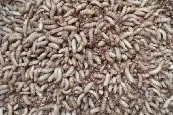 图片[2]-黑水虻的养殖技术相关要点(黑水虻的养殖技术，选在有大量禽畜粪便和生活垃圾的地方建立养殖场)？-会东网