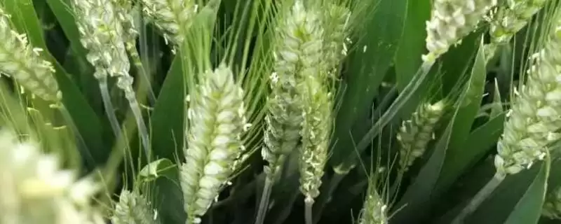 宛麦1326小麦品种属性(宛麦1326弱春性品种)?-会东网