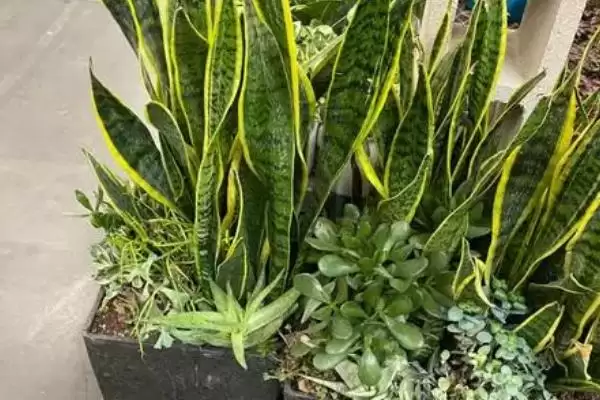 图片[3]-虎尾兰可分株或扦插繁殖的种植技术(虎尾兰分株或扦插繁殖的种植技术)？-会东网