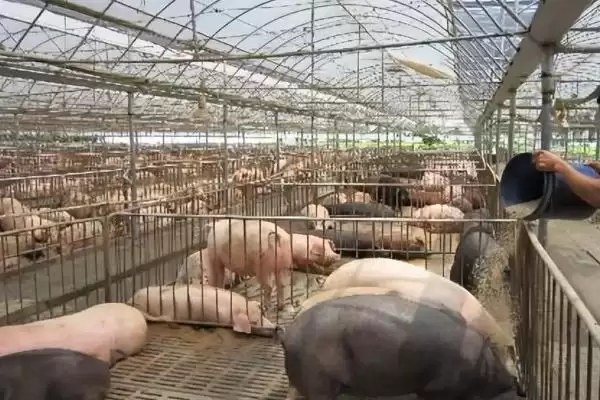 图片[2]-猪不肯吃食解决方法及原因分析(猪不肯吃食怎么办及原因分析)？-会东网