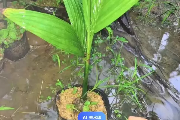 图片[2]-槟榔一般采用种子育苗移裁(槟榔种植育苗移栽有何要点)？-会东网