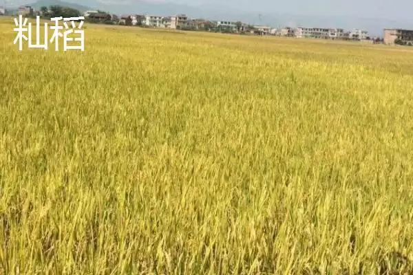 图片[4]-粳稻适宜种植海拔上限情况(粳稻适宜的种植海拔上限是多少，适宜种植海拔为1800米以上)？-会东网