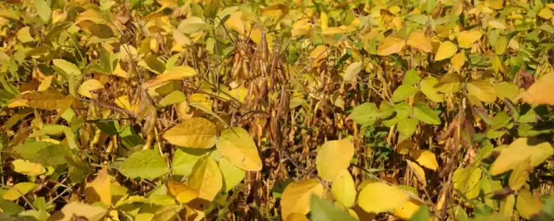 大豆的生长过程具体阶段(大豆的生长过程介绍,分为萌发出苗期、幼苗期、花芽分化期、开花结荚期)?-会东网