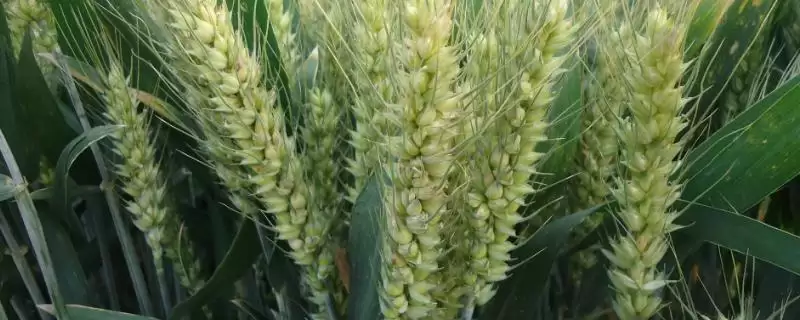 泰科麦39小麦种播期介绍(泰科麦39适宜播种期10月5日-20日)?-会东网