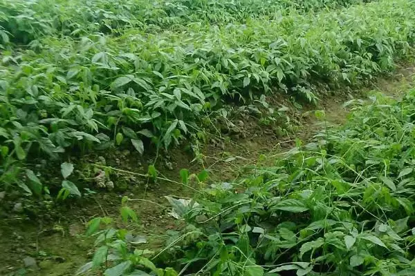 图片[4]-春季药材喷药防落果的方法(春季怎么通过喷药避免药材落果，喷施过磷酸钙、硫酸铵的浸出液可提高坐果率)？-会东网