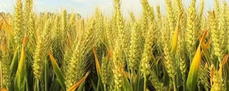 龙麦63小麦种子筋性特点(龙麦63为中筋品种)?-会东网
