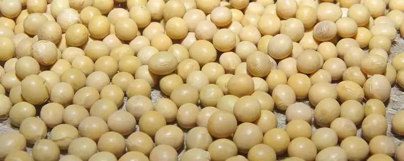 周豆33大豆种简介与抗花叶病毒病(周豆33大豆种简介及抗花叶病毒病)?-会东网